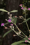 Giant ironweed